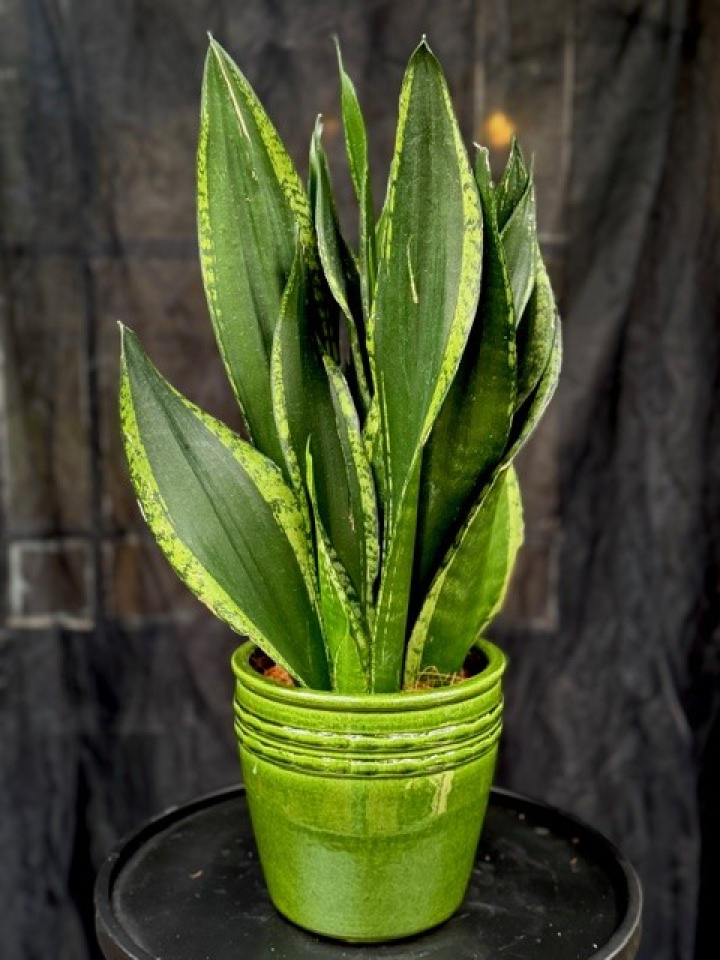 Sansevieria \'Silver Flame\' - Svärmors tunga i gruppen Växter / Krukväxter / Kaktusar & Suckulenter hos Åsby Hem & Trädgård (168943)