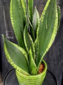 Sansevieria \'Silver Flame\' - Svärmors tunga