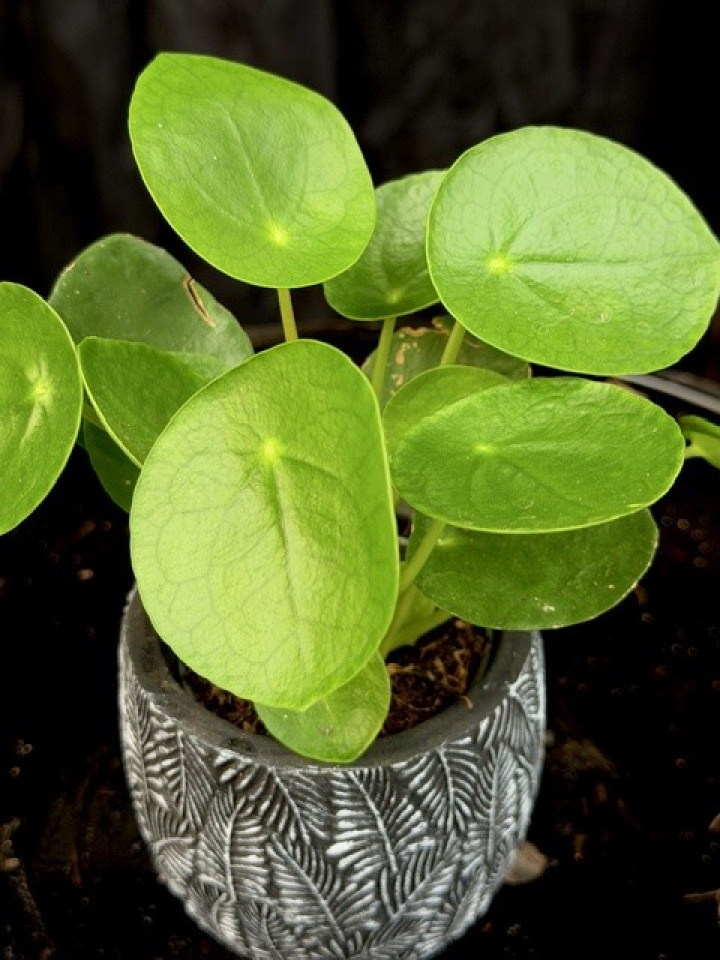 Pilea peperomioides i gruppen Växter / Krukväxter / Gröna växter/bladväxter hos Åsby Hem & Trädgård (169314)