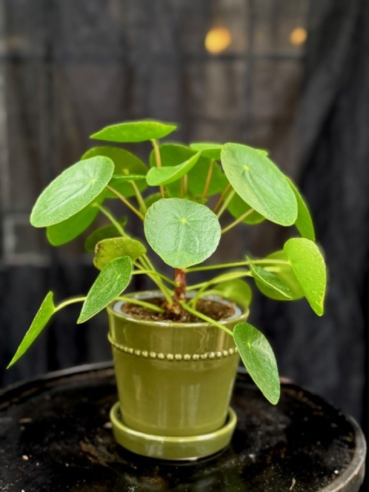 Pilea peperomioides i gruppen Växter / Krukväxter / Gröna växter/bladväxter hos Åsby Hem & Trädgård (169314)