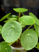 Pilea peperomioides