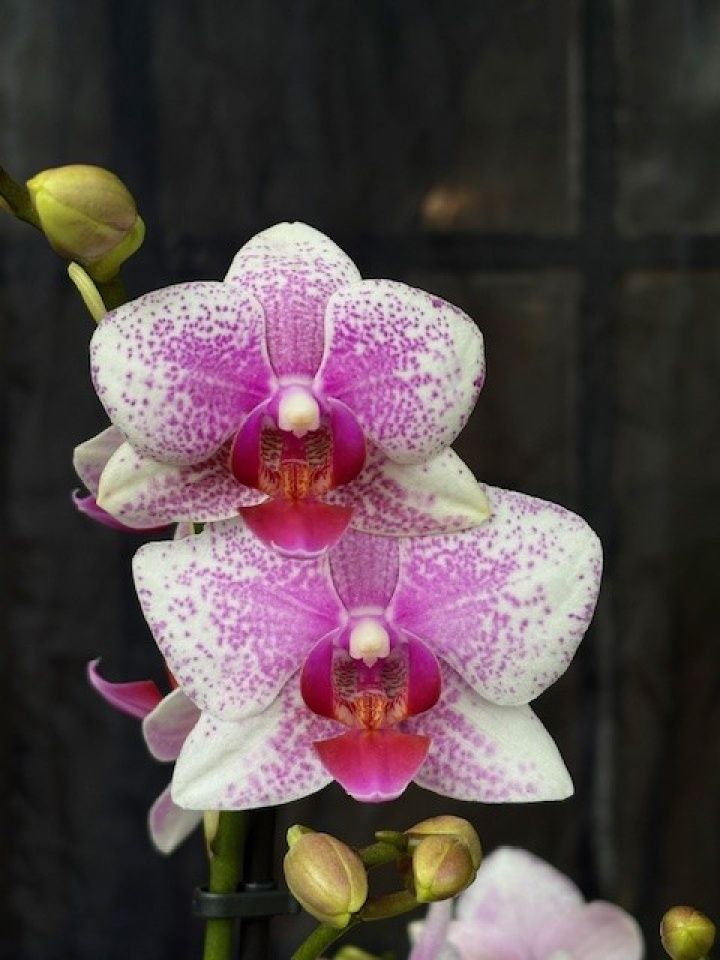 Phalaenopsis multi. \'Rotterdam\' - Brudorkidé i gruppen Växter / Krukväxter / Orkidéer hos Åsby Hem & Trädgård (169719)