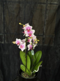Phalaenopsis multi. \'Rotterdam\' - Brudorkidé