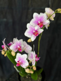 Phalaenopsis multi. \'Rotterdam\' - Brudorkidé