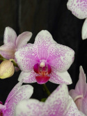 Phalaenopsis multi. \'Rotterdam\' - Brudorkidé