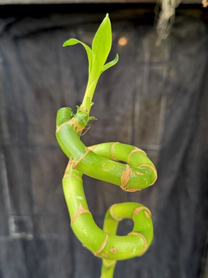Dracaena brau. \'Lucky Bamboo\' - Dracena spiral 80cm i gruppen Växter / Krukväxter / Gröna växter/bladväxter hos Åsby Hem & Trädgård (170511)