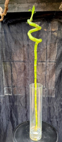 Dracaena brau. \'Lucky Bamboo\' - Dracena spiral 80cm
