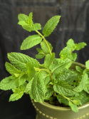 Mentha x villosa (spicata)