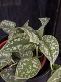 Scindapsus pictus Argyraeus