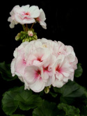 Pelargonium Estelle