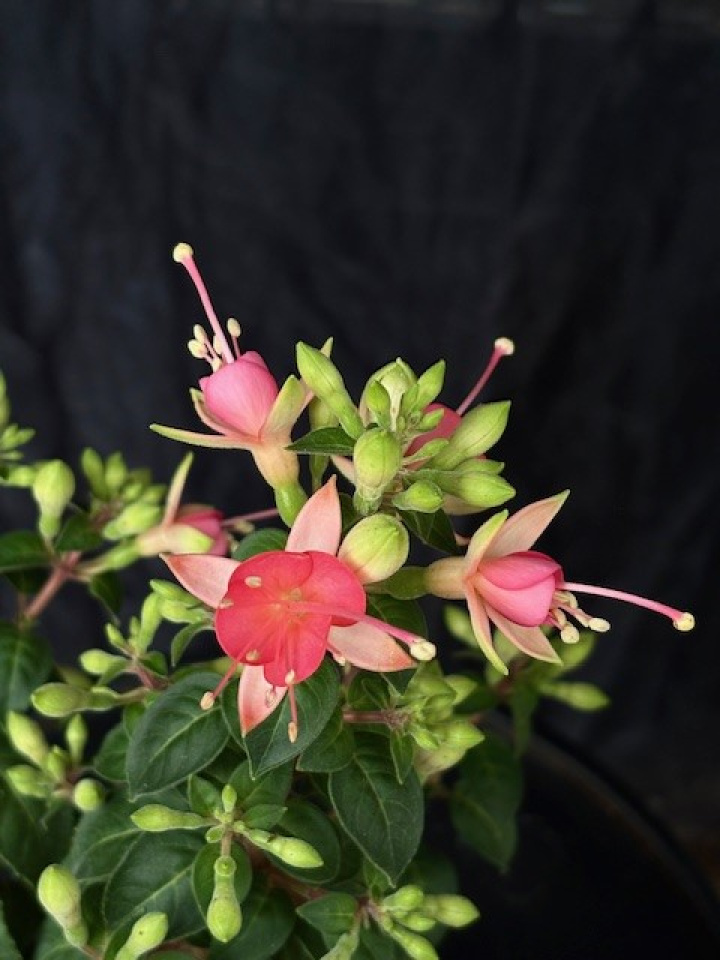 Fuchsia \'Walz Jubelteen\' - Fuchsia i gruppen Växter / Säsongsväxter / Sommarblommor hos Åsby Hem & Trädgård (171563)