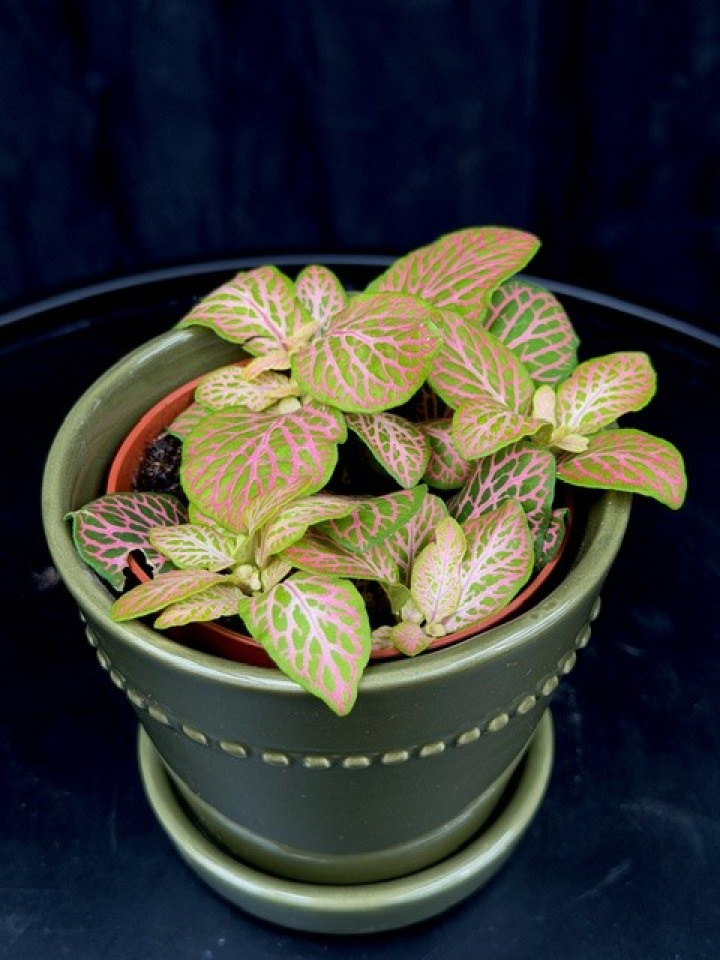 Fittonia vers. \'Ruby Lime\' - Åderblad i gruppen Växter / Krukväxter / Gröna växter/bladväxter hos Åsby Hem & Trädgård (172056)