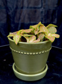 Fittonia vers. \'Ruby Lime\' - Åderblad