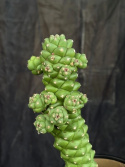 Euphorbia ritchiei