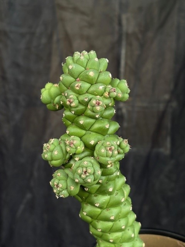 Euphorbia ritchiei i gruppen Växter / Krukväxter / Kaktusar & Suckulenter hos Åsby Hem & Trädgård (172385)