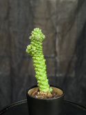 Euphorbia ritchiei