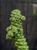 Euphorbia ritchiei