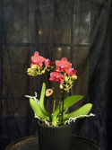 Phalaenopsis multi. \'Chamonix\' - Brudorkide