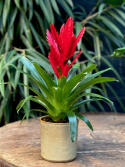 Vriesea Intenso Red