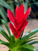 Vriesea Intenso Red