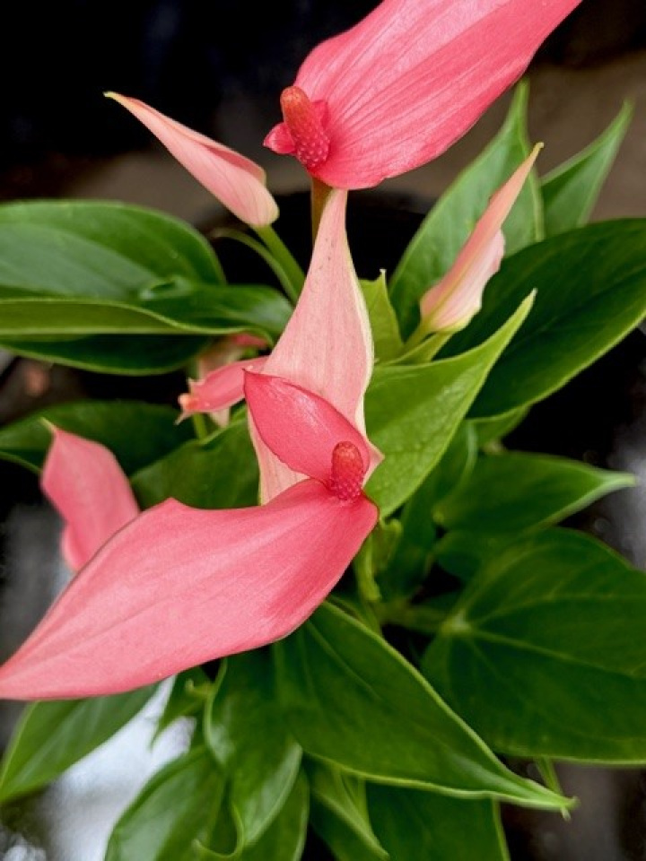 Anthurium andr. Lilli i gruppen Växter / Krukväxter / Blommande växter hos Åsby Hem & Trädgård (174649)