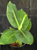 Musa \'Tropicana\' - Kanariebanan