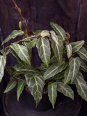Cissus amazonica