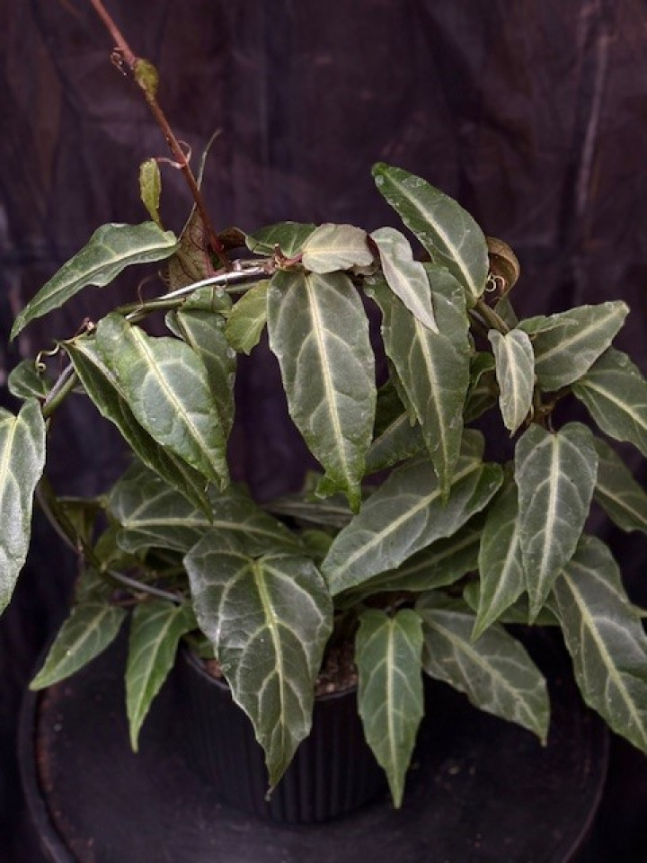 Cissus amazonica i gruppen Växter / Krukväxter / Gröna växter/bladväxter hos Åsby Hem & Trädgård (175257)