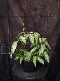 Cissus amazonica
