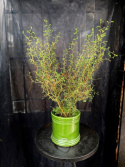 Sophora \'Little Baby\' - Dvärgkowai