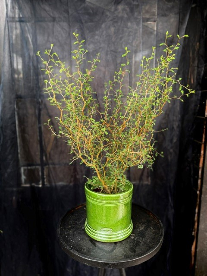 Sophora \'Little Baby\' - Dvärgkowai i gruppen Växter / Krukväxter / Gröna växter/bladväxter hos Åsby Hem & Trädgård (176329)
