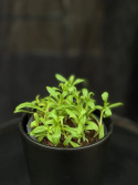 Tagetes lucida - Lakritstagetes