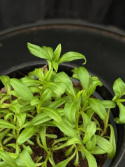 Tagetes lucida - Lakritstagetes