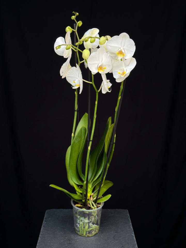 Phalaenopsis \'Anthura Nottingham\' i gruppen Växter / Krukväxter / Orkidéer hos Åsby Hem & Trädgård (178117)