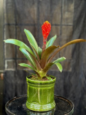 Guzmania Tala
