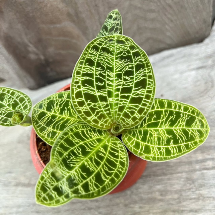 Macodes petola i gruppen Växter / Krukväxter / Orkidéer hos Åsby Hem & Trädgård (178367)