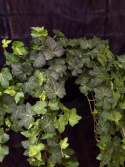 Hedera helix \'Birgitte\' - Murgröna