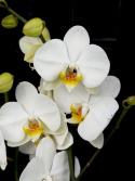 Phalaenopsis \'Bigflower\' - Brudorkidé