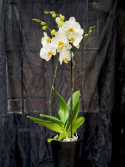 Phalaenopsis \'Bigflower\' - Brudorkidé
