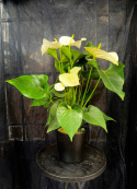 Anthurium andr. \'Cocos\' - Rosenkalla, vit