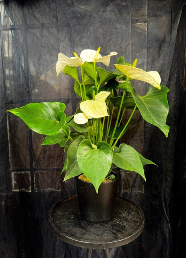 Anthurium andr. \'Cocos\' - Rosenkalla, vit i gruppen Växter / Krukväxter / Blommande växter hos Åsby Hem & Trädgård (179655)