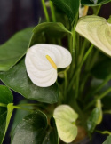 Anthurium andr. \'Cocos\' - Rosenkalla, vit