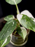 Philodendron White Wizard
