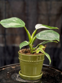 Philodendron White Wizard