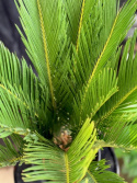Cycas revoluta