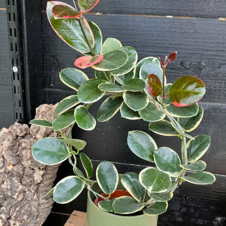 Hoya australis Blondi i gruppen Växter / Krukväxter / Gröna växter/bladväxter hos Åsby Hem & Trädgård (180064)