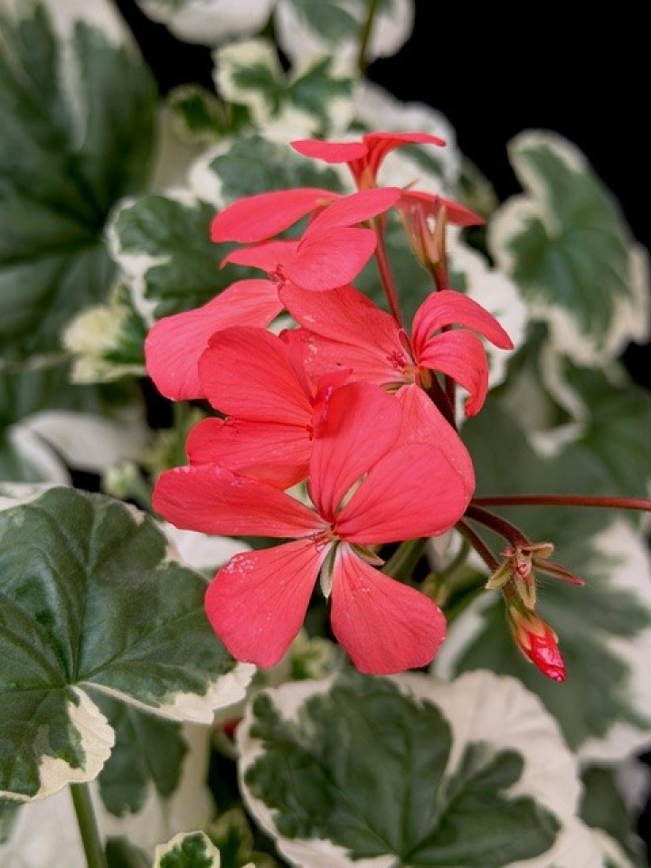 Pelargonium Frank Headly i gruppen Växter / Krukväxter / Pelargoner hos Åsby Hem & Trädgård (180188)