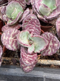 Kalanchoe humilis \'Zebra\'