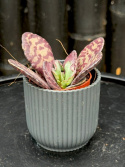 Kalanchoe humilis \'Zebra\'