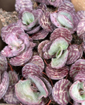 Kalanchoe humilis \'Zebra\'